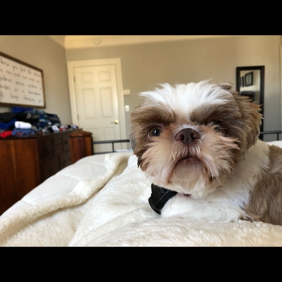 Meet your Posher, Corey - Picture 1 of 1